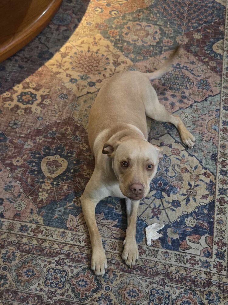 Jorgy - fostered in Omaha, an adoptable Labrador Retriever, Hound in Omaha, NE, 68116 | Photo Image 5