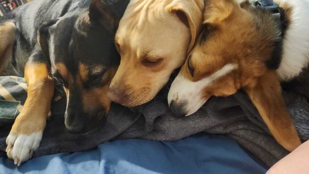 Jorgy - fostered in Omaha, an adoptable Labrador Retriever, Hound in Omaha, NE, 68116 | Photo Image 6