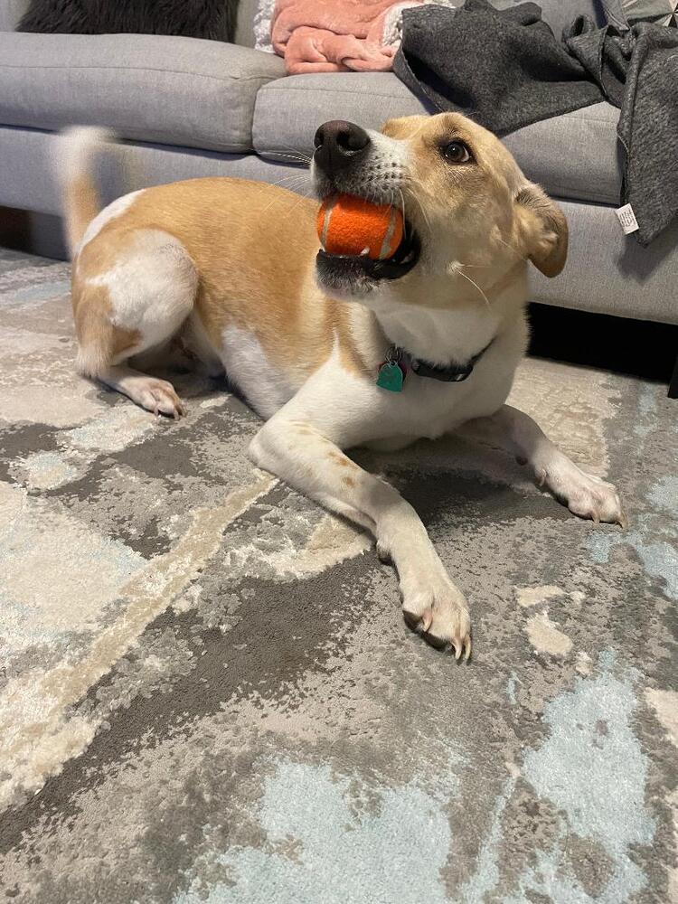 Jack - fostered in Lincoln NE, an adoptable Great Pyrenees, Hound in Omaha, NE, 68116 | Photo Image 1