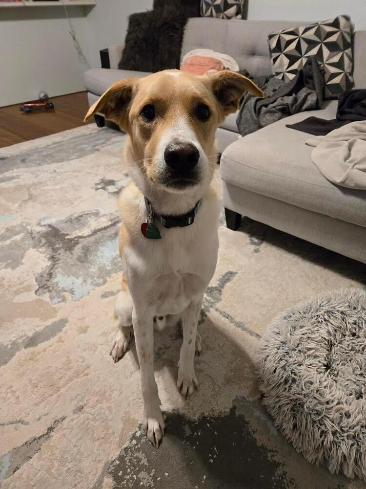 Jack - fostered in Lincoln NE, an adoptable Great Pyrenees, Hound in Omaha, NE, 68116 | Photo Image 2