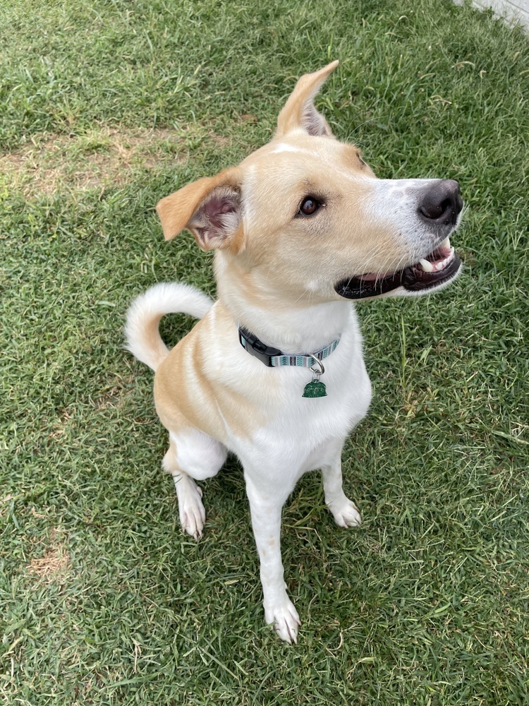 Jack - fostered in Lincoln NE, an adoptable Great Pyrenees, Hound in Omaha, NE, 68116 | Photo Image 3