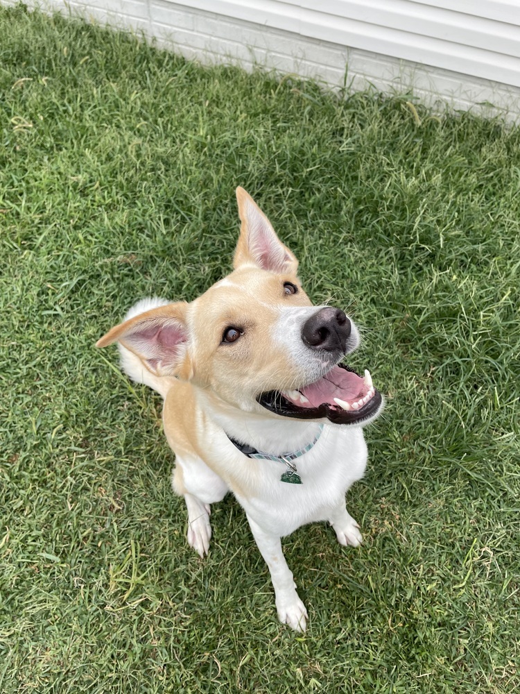 Jack - fostered in Lincoln NE, an adoptable Great Pyrenees, Hound in Omaha, NE, 68116 | Photo Image 4