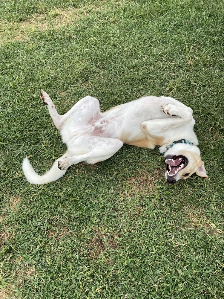 Jack - fostered in Lincoln NE, an adoptable Great Pyrenees, Hound in Omaha, NE, 68116 | Photo Image 5