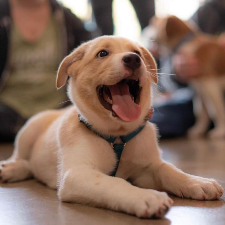 Noodle Jack - fostered in Lincoln NE 6