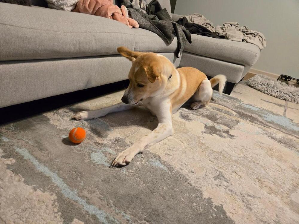 Jack - fostered in Lincoln NE, an adoptable Great Pyrenees, Hound in Omaha, NE, 68116 | Photo Image 6