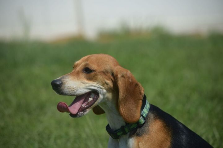 Taffy - Fostered in Omaha 4