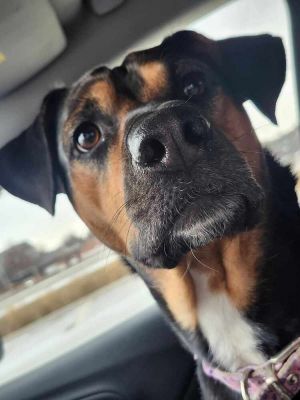 Laci - fostered in Omaha, Adult Female Beagle