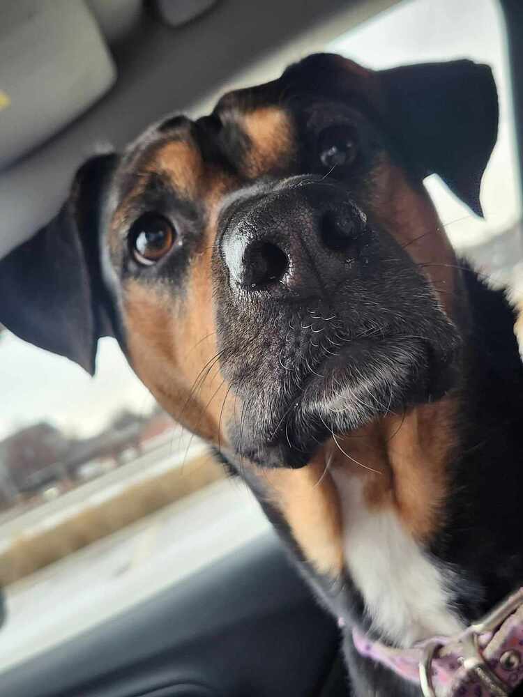 Laci - fostered in Omaha, an adoptable Beagle, Hound in Omaha, NE, 68116 | Photo Image 1