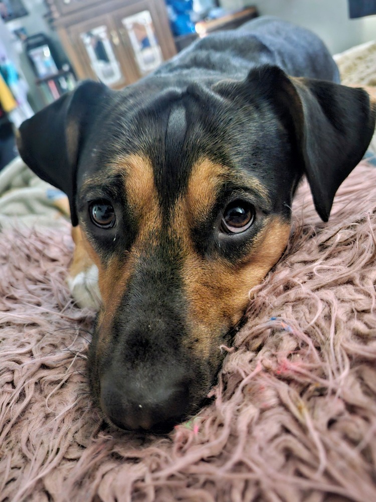 Laci - fostered in Omaha, an adoptable Beagle, Hound in Omaha, NE, 68116 | Photo Image 2