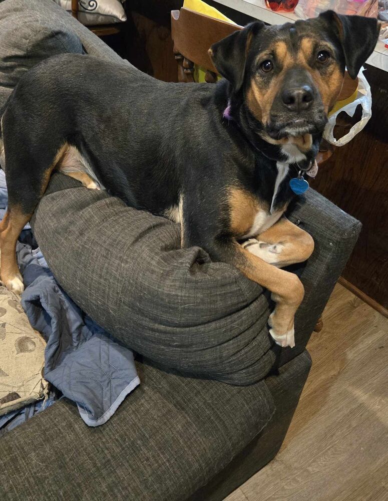 Laci - fostered in Omaha, an adoptable Beagle, Hound in Omaha, NE, 68116 | Photo Image 3