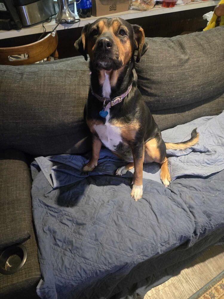 Laci - fostered in Omaha, an adoptable Beagle, Hound in Omaha, NE, 68116 | Photo Image 4