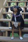 Laci - fostered in Omaha photo 5