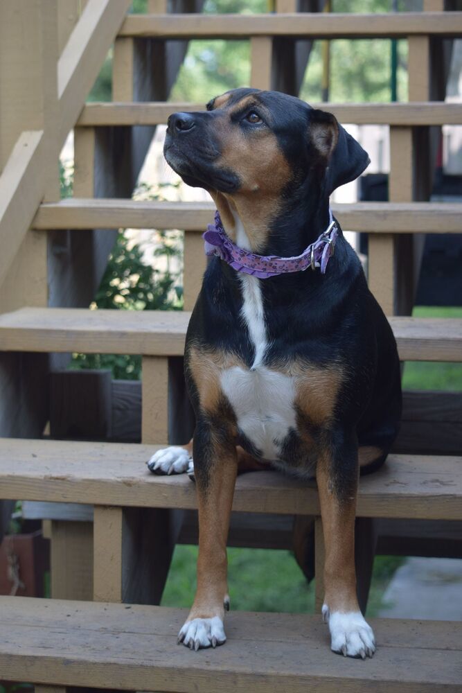Laci - fostered in Omaha, an adoptable Beagle, Hound in Omaha, NE, 68116 | Photo Image 5