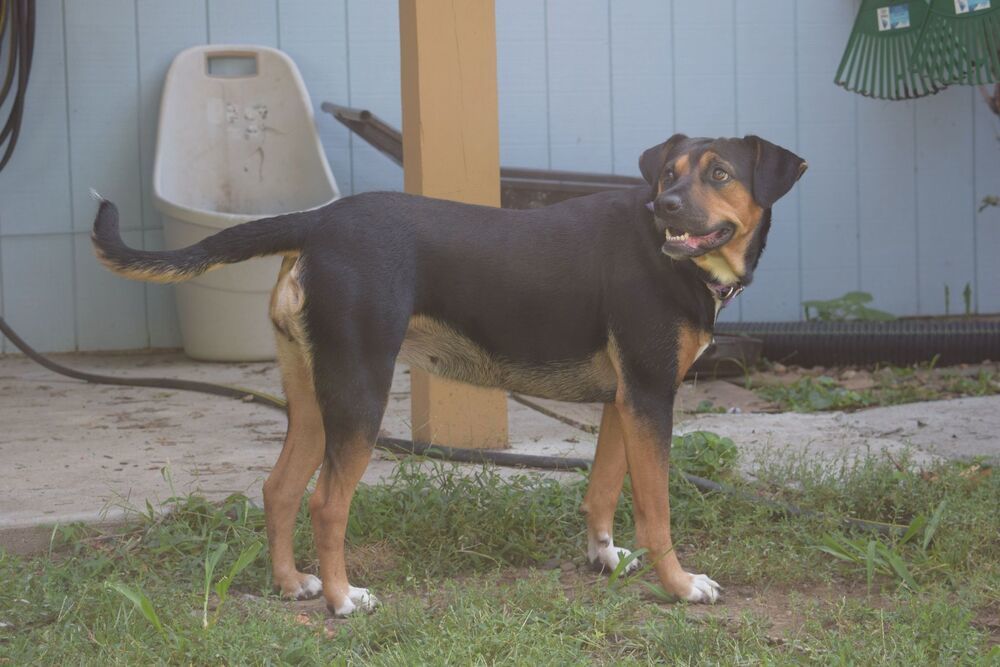 Laci - fostered in Omaha, an adoptable Beagle, Hound in Omaha, NE, 68116 | Photo Image 6