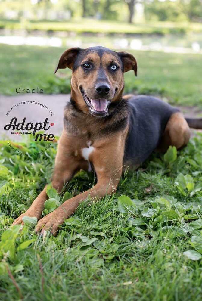 Orrie (Oracle) - fostered in Omaha, an adoptable Beagle, Mixed Breed in Omaha, NE, 68116 | Photo Image 1