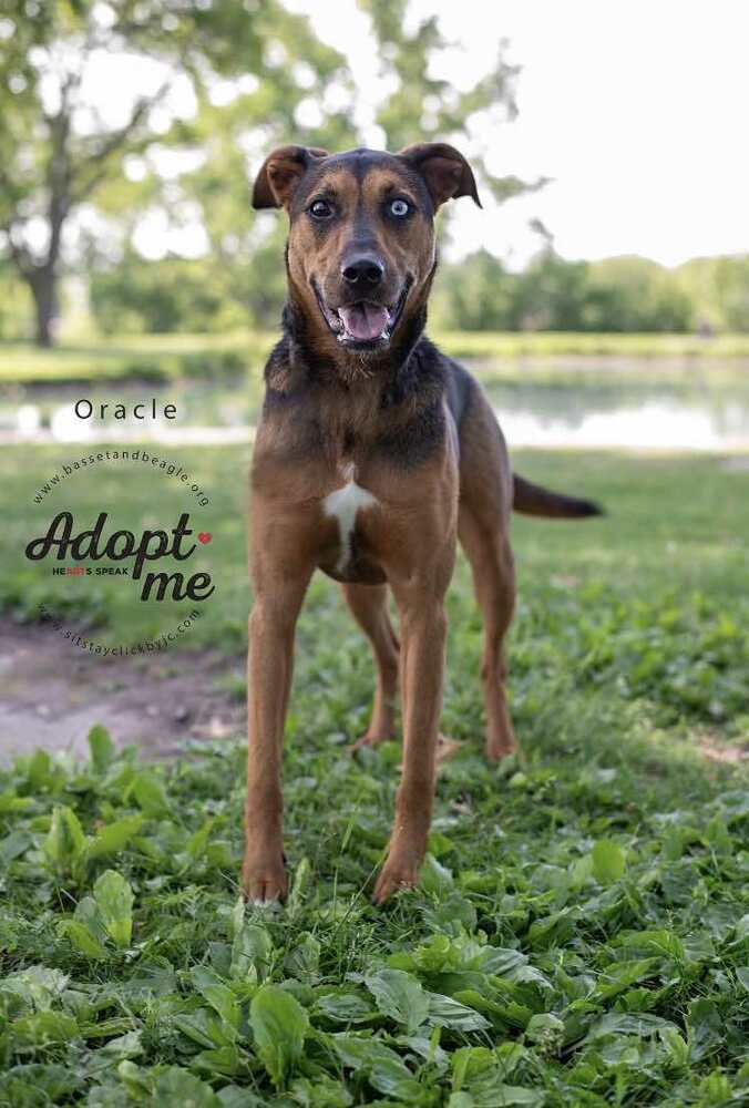 Orrie (Oracle) - fostered in Omaha, an adoptable Beagle, Mixed Breed in Omaha, NE, 68116 | Photo Image 2