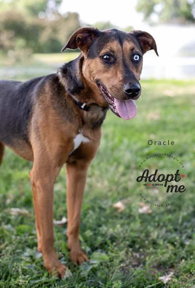 Orrie (Oracle) - fostered in Omaha, an adoptable Beagle, Mixed Breed in Omaha, NE, 68116 | Photo Image 5