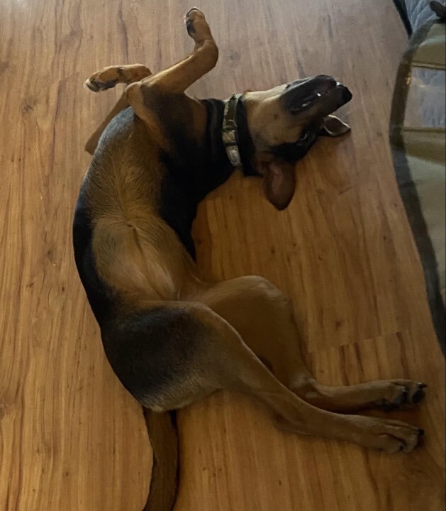 Orrie (Oracle) - fostered in Omaha, an adoptable Beagle, Mixed Breed in Omaha, NE, 68116 | Photo Image 6