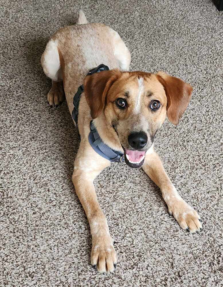 Sheldon - fostered in Omaha, an adoptable Australian Cattle Dog / Blue Heeler, Hound in Omaha, NE, 68116 | Photo Image 2