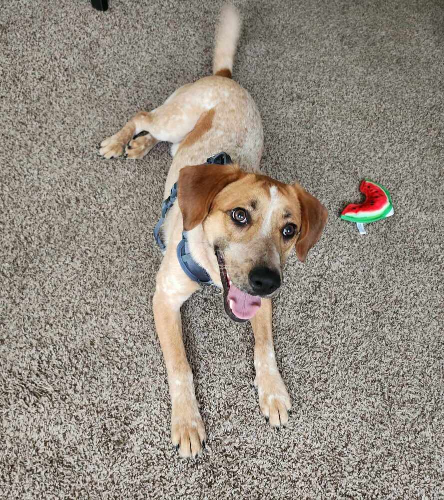 Sheldon - fostered in Omaha, an adoptable Australian Cattle Dog / Blue Heeler, Hound in Omaha, NE, 68116 | Photo Image 3