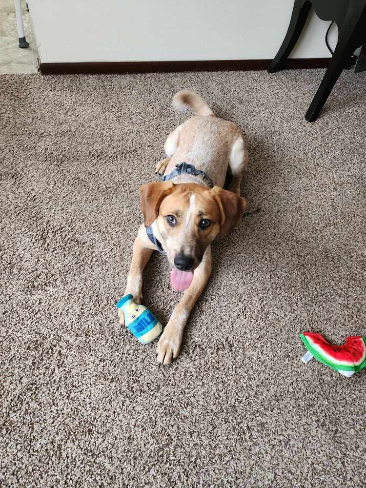 Sheldon - fostered in Omaha, an adoptable Australian Cattle Dog / Blue Heeler, Hound in Omaha, NE, 68116 | Photo Image 4