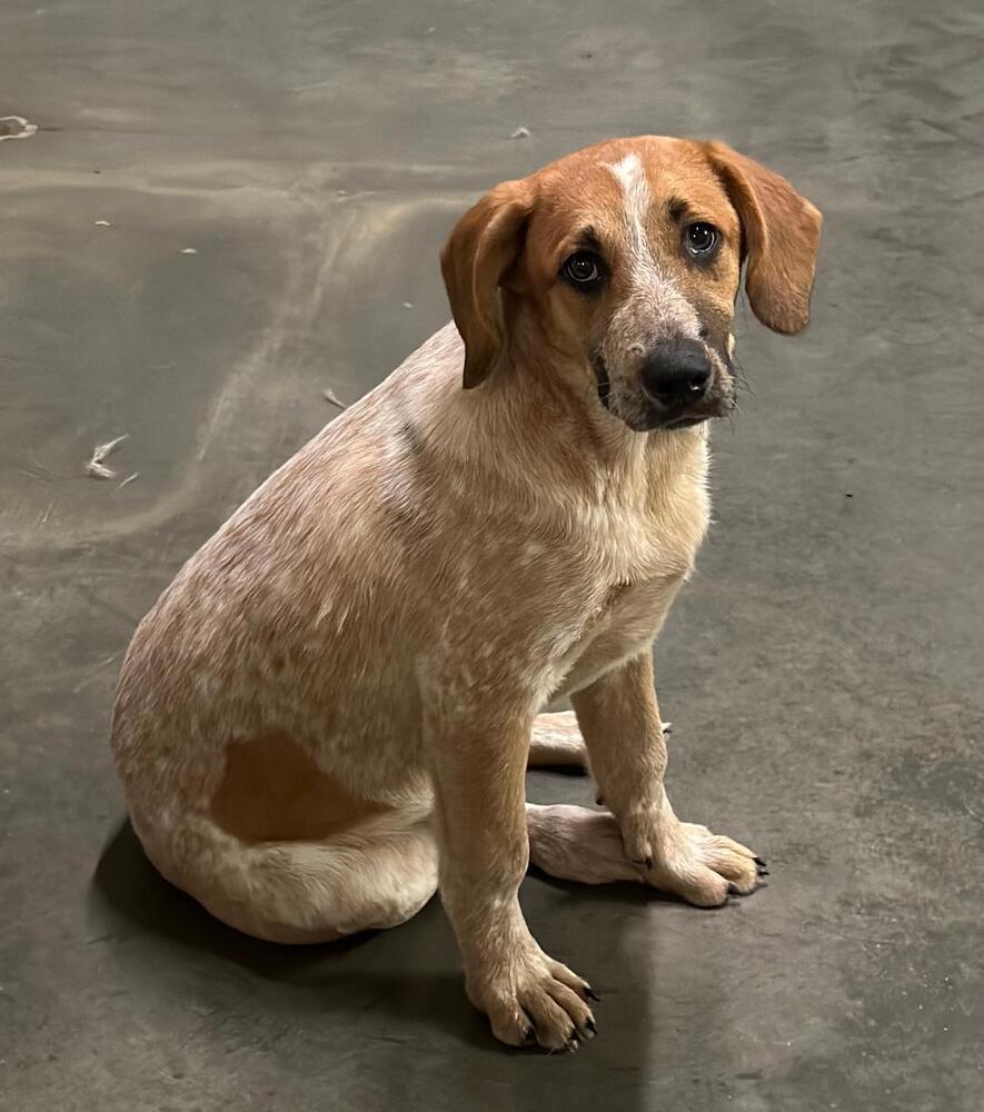 Sheldon - fostered in Omaha, an adoptable Australian Cattle Dog / Blue Heeler, Hound in Omaha, NE, 68116 | Photo Image 5