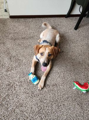 Sheldon - fostered in Omaha, an adoptable Australian Cattle Dog / Blue Heeler, Hound in Omaha, NE, 68116 | Photo Image 6