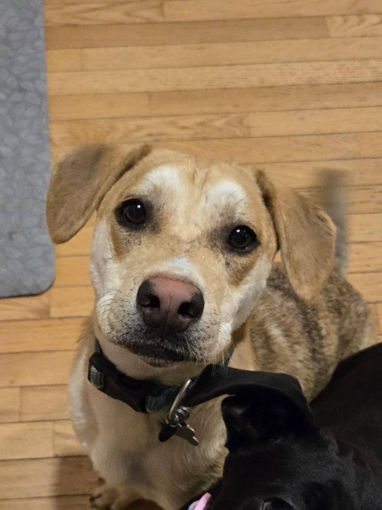 Cletus - Fostered in Omaha, an adoptable Labrador Retriever, Hound in Omaha, NE, 68116 | Photo Image 1