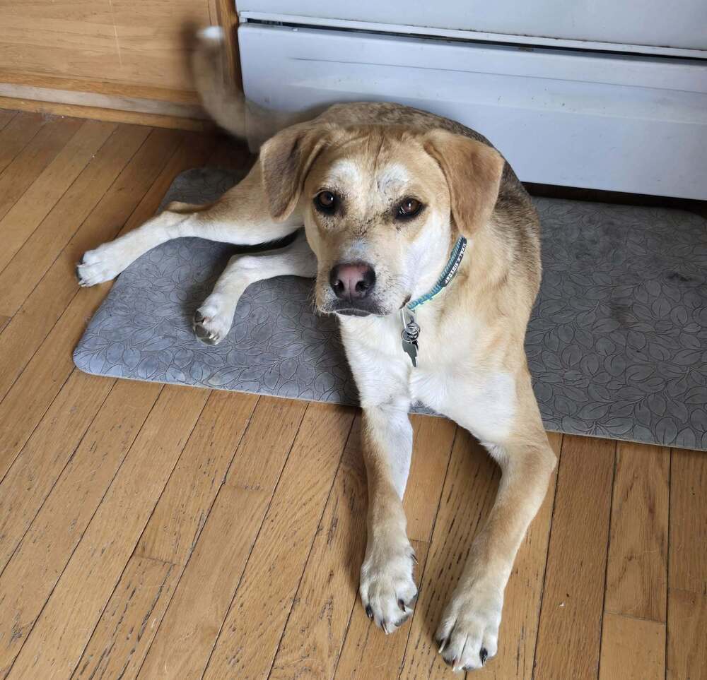 Cletus - Fostered in Omaha, an adoptable Labrador Retriever, Hound in Omaha, NE, 68116 | Photo Image 2