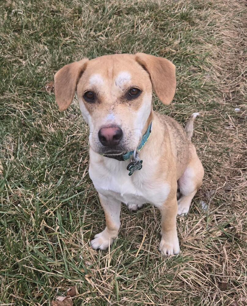 Cletus - Fostered in Omaha, an adoptable Labrador Retriever, Hound in Omaha, NE, 68116 | Photo Image 3
