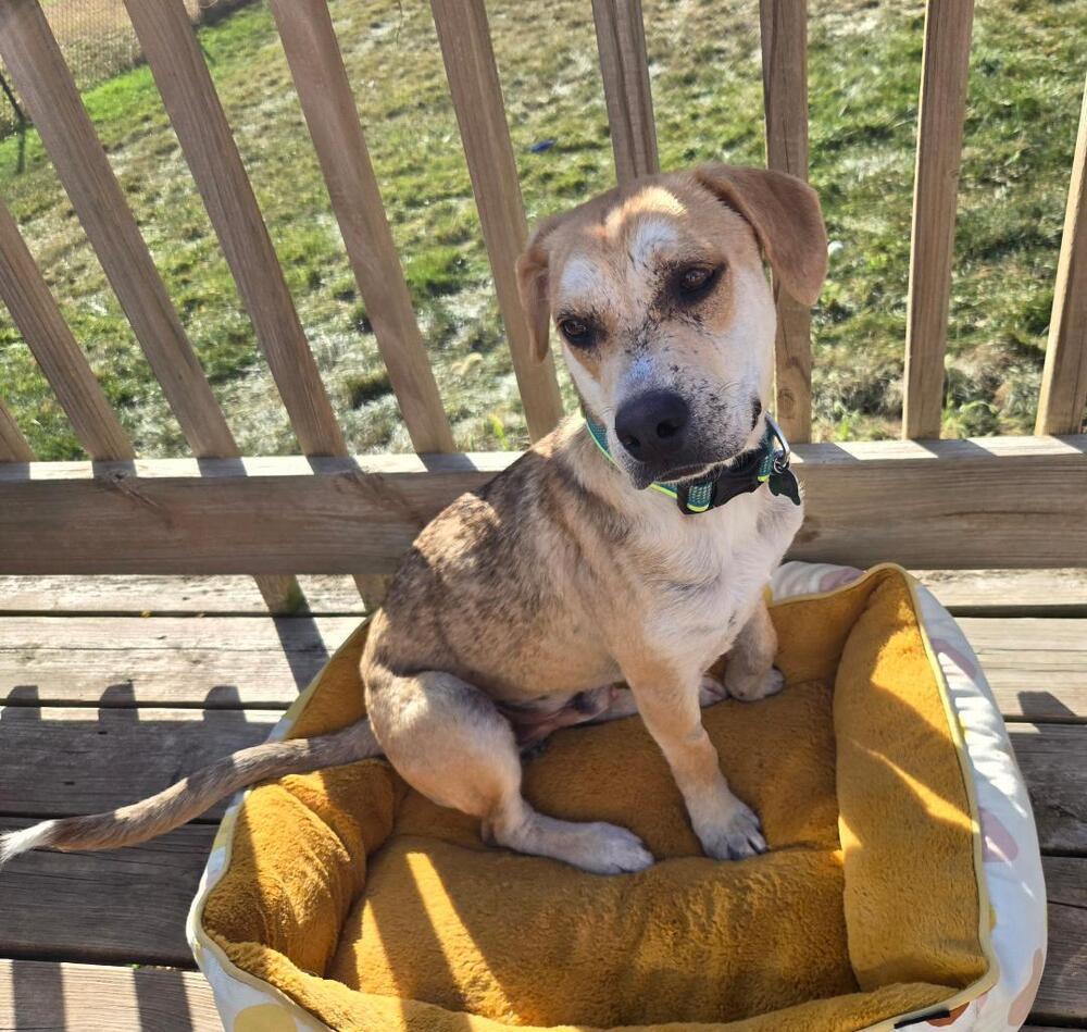 Cletus - Fostered in Omaha, an adoptable Labrador Retriever, Hound in Omaha, NE, 68116 | Photo Image 4