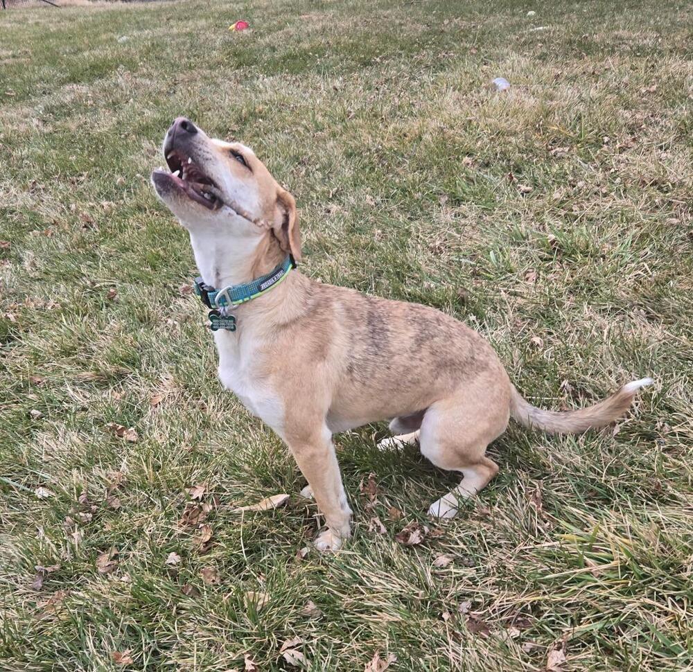 Cletus - Fostered in Omaha, an adoptable Labrador Retriever, Hound in Omaha, NE, 68116 | Photo Image 5
