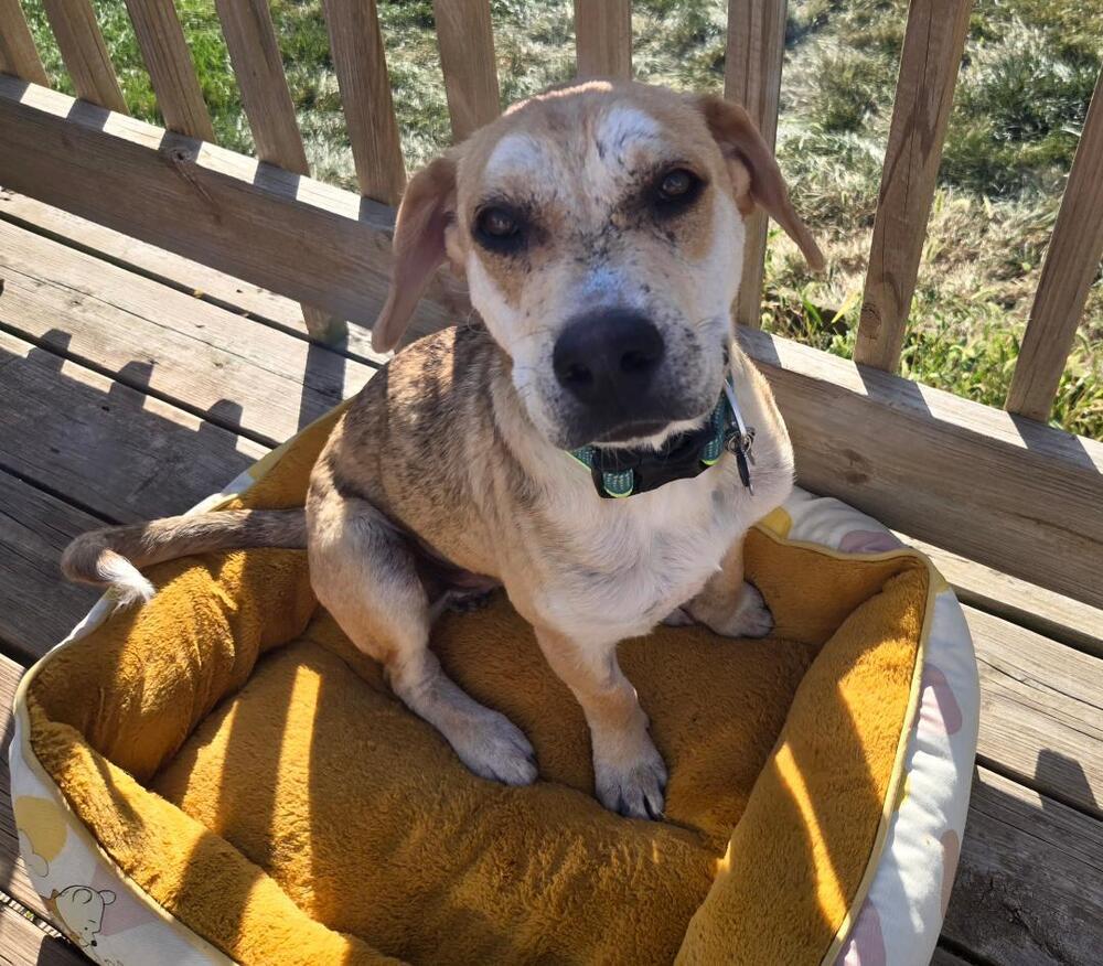 Cletus - Fostered in Omaha, an adoptable Labrador Retriever, Hound in Omaha, NE, 68116 | Photo Image 6