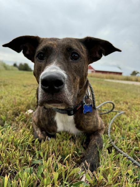 Destiny - Fostered in Omaha 5