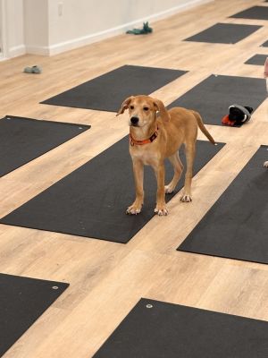 Charles Deetz Labrador Retriever Dog