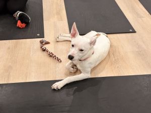 Wrenley Mixed Breed Dog