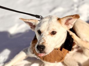 Meet Winslow The Misunderstood Sweetheart Winslow is a charming puppy with a heart of gold often