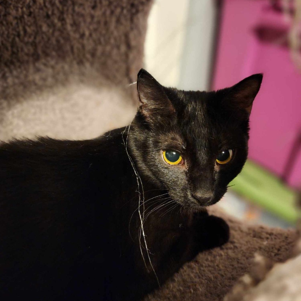 Rune Casper, an adoptable Domestic Short Hair in Eagle Mountain, UT, 84005 | Photo Image 1