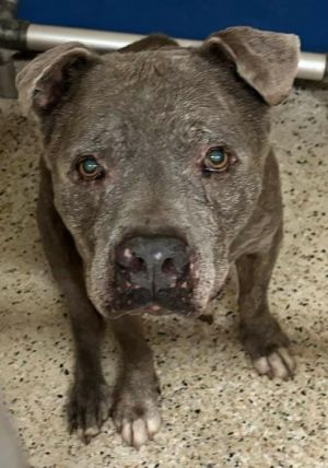 Sparkles, Senior Male Pit Bull Terrier