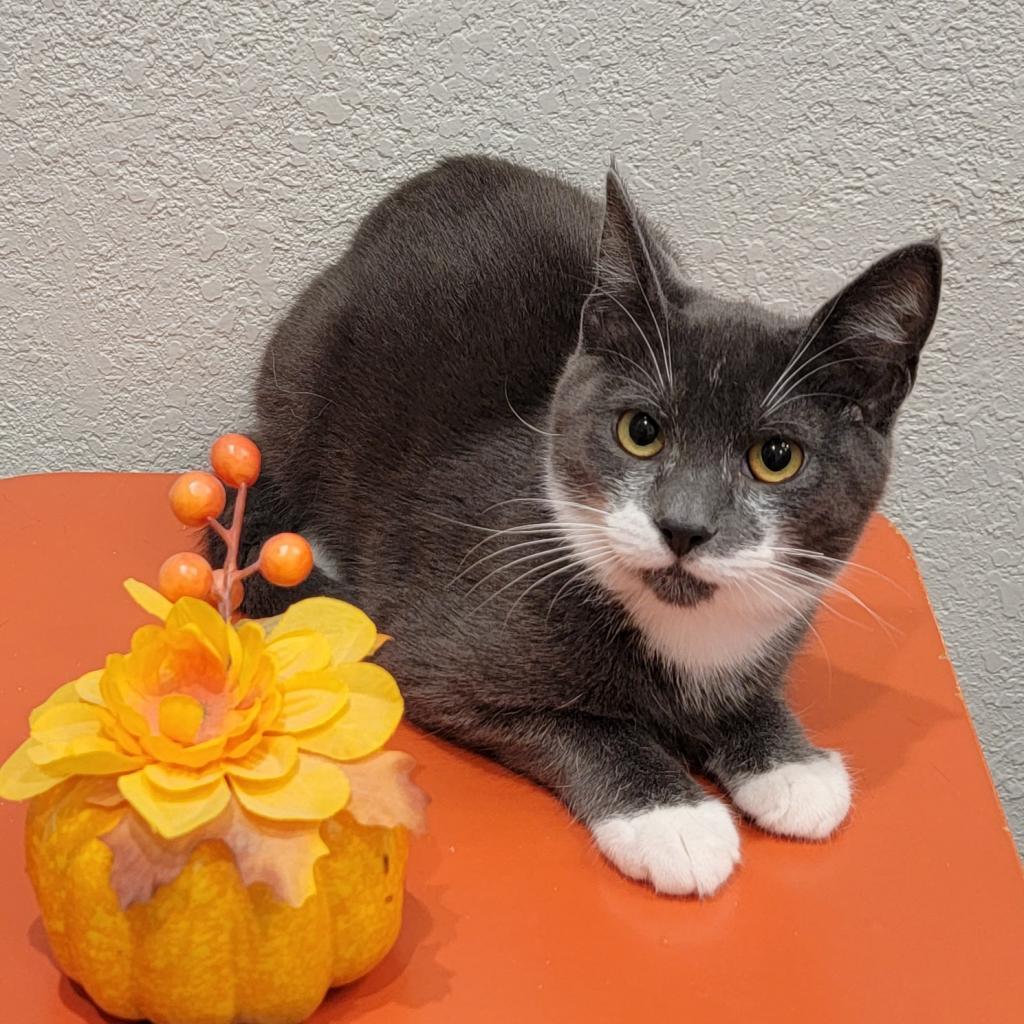 Orlando, an adoptable Domestic Short Hair in Coos Bay, OR, 97420 | Photo Image 1