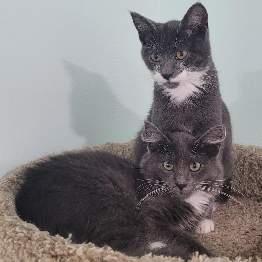 Orlando, an adoptable Domestic Short Hair in Coos Bay, OR, 97420 | Photo Image 2