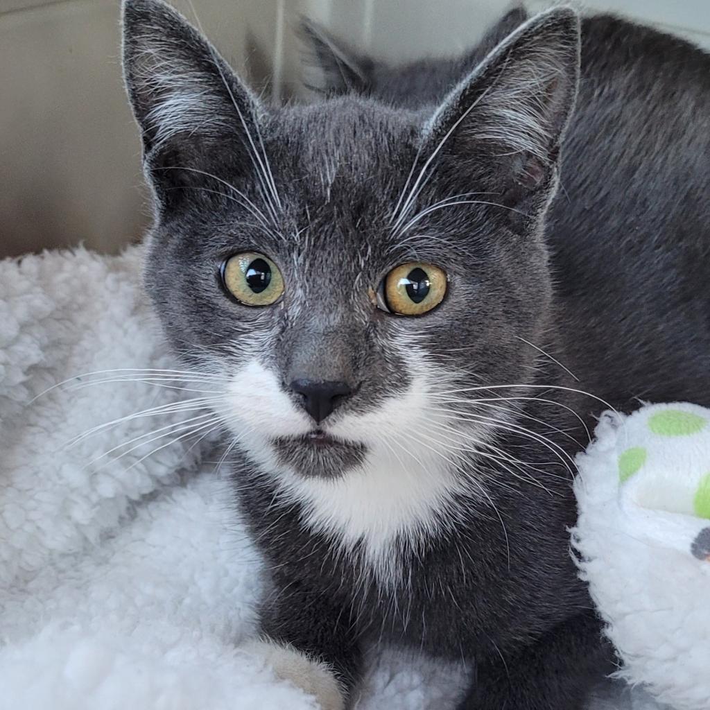 Orlando, an adoptable Domestic Short Hair in Coos Bay, OR, 97420 | Photo Image 5