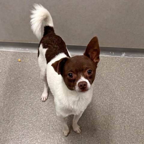 Bumble, an adoptable Mixed Breed in Hailey, ID, 83333 | Photo Image 1