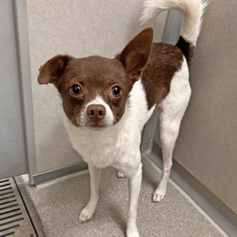 Bumble, an adoptable Mixed Breed in Hailey, ID, 83333 | Photo Image 2