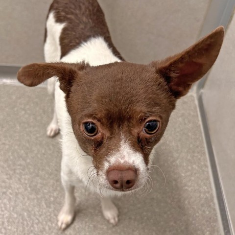 Bumble, an adoptable Mixed Breed in Hailey, ID, 83333 | Photo Image 3