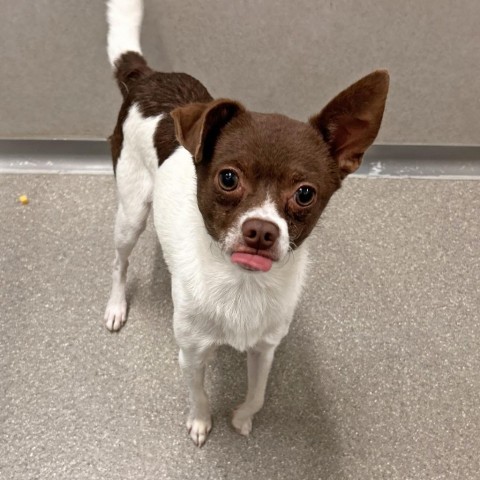 Bumble, an adoptable Mixed Breed in Hailey, ID, 83333 | Photo Image 4