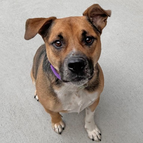 Cooper, an adoptable Mixed Breed in Hailey, ID, 83333 | Photo Image 1