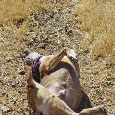 Cooper, an adoptable Mixed Breed in Hailey, ID, 83333 | Photo Image 2