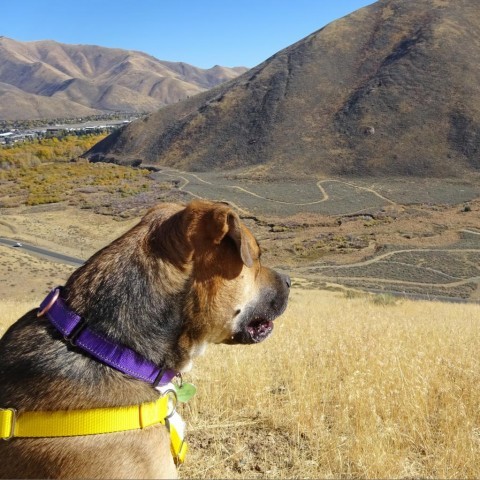 Cooper, an adoptable Mixed Breed in Hailey, ID, 83333 | Photo Image 3