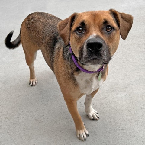 Cooper, an adoptable Mixed Breed in Hailey, ID, 83333 | Photo Image 4